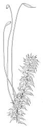 Ptychomnion aciculare, habit. Drawn from P. Child s.n., 5 Mar. 1972, CHR 412908.
 Image: R.C. Wagstaff © Landcare Research 2018 
